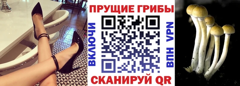 Псилоцибиновые грибы Psilocybine cubensis  что такое   Сибай 